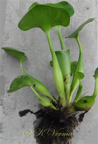  Plant